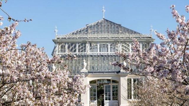 Prunus mikurumagaeshi by the Temperate House c RBG Kew Jeff Eden